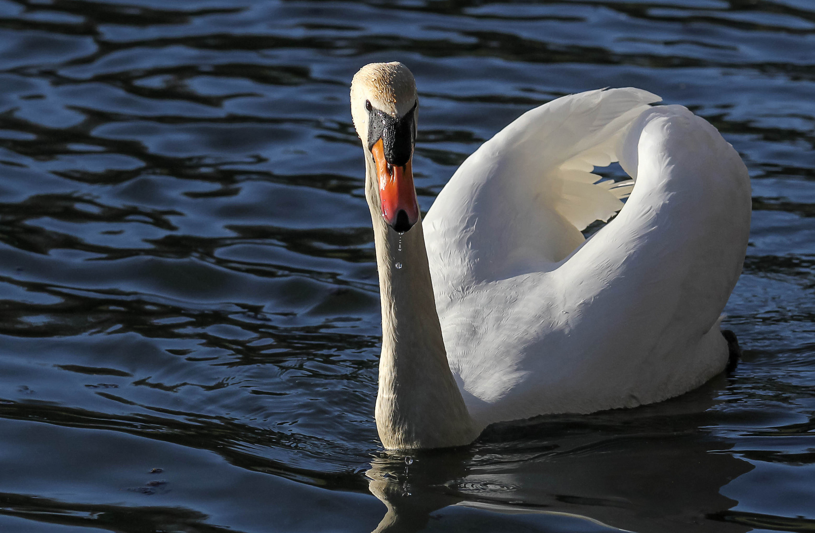 Der Schwan / 2