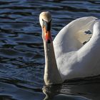 Der Schwan / 2