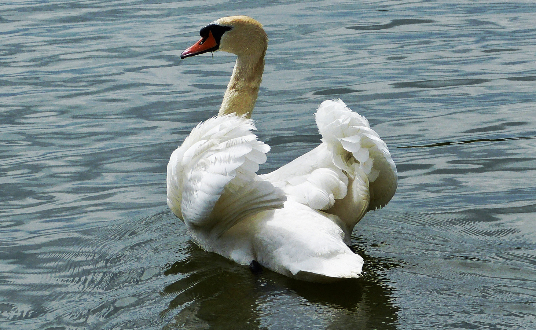 der Schwan 2