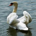 der Schwan 2