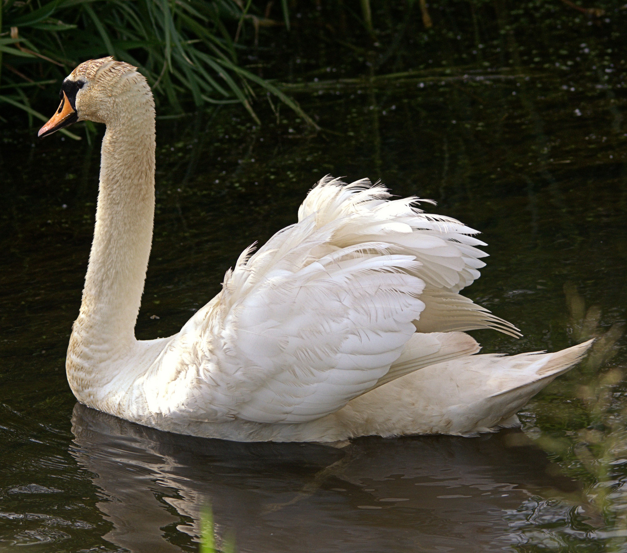 Der Schwan 2