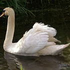 Der Schwan 2