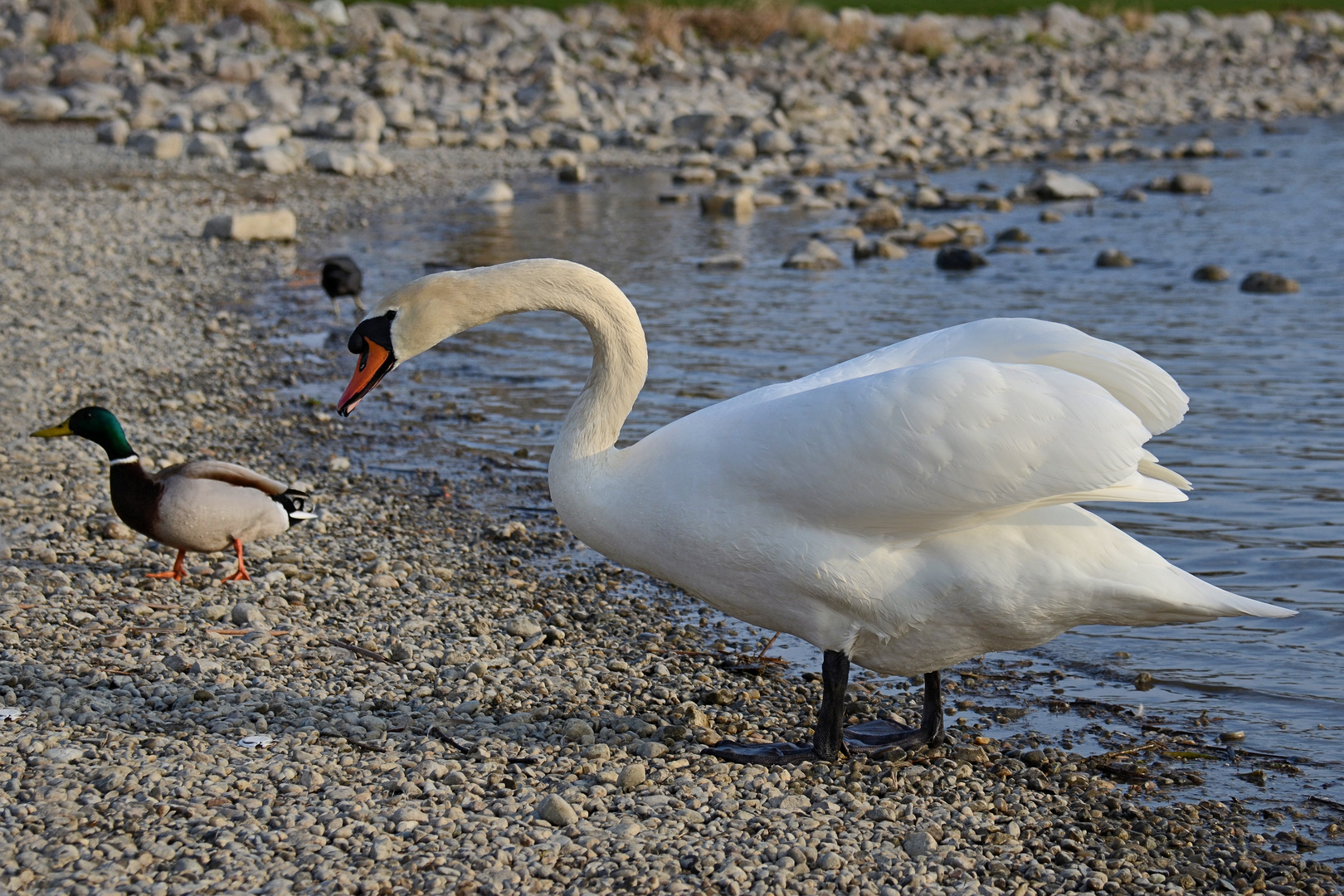 der Schwan.... -2-