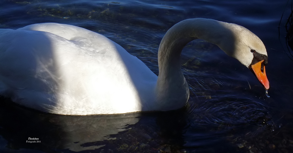 "Der Schwan 2 von Pferdchen Fotografie"