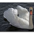 der schwan