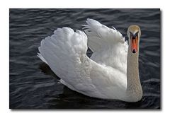 der schwan