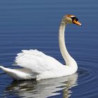 der Schwan