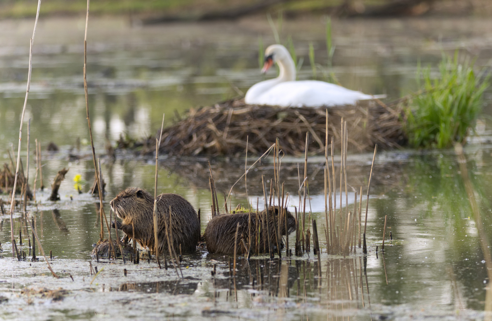 Der Schwan 