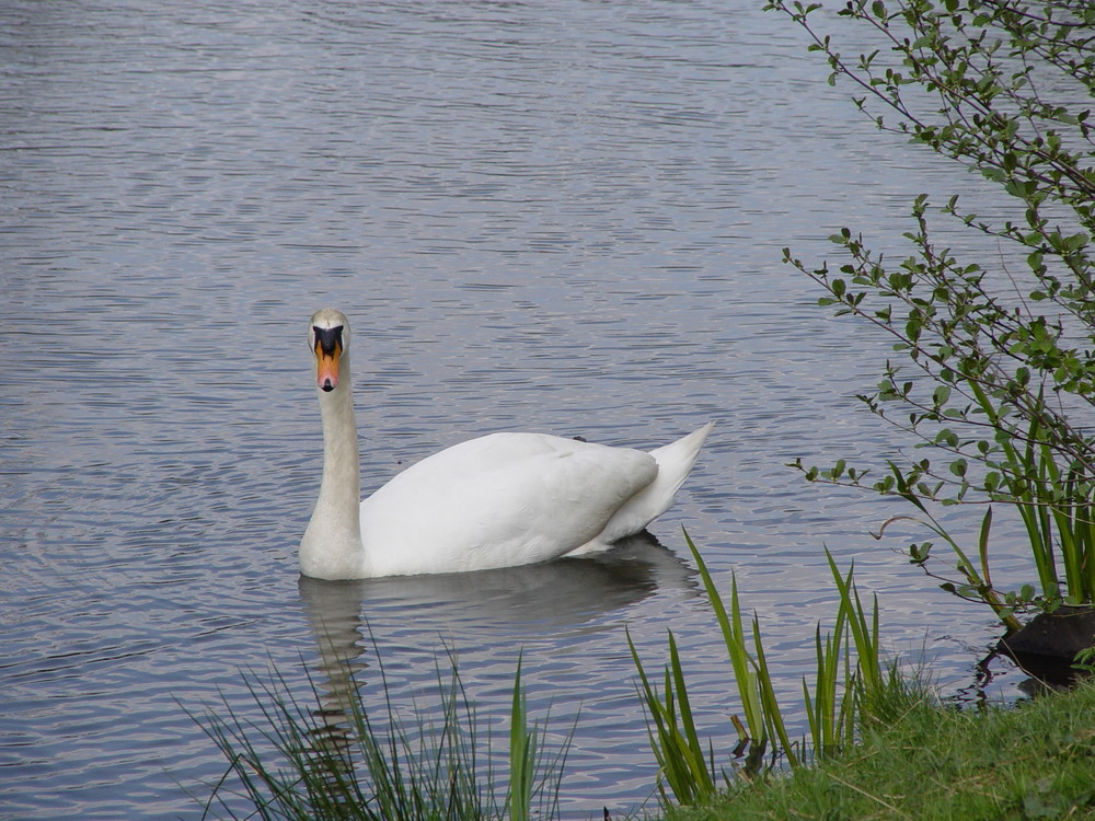 Der Schwan