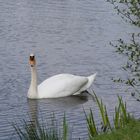 Der Schwan