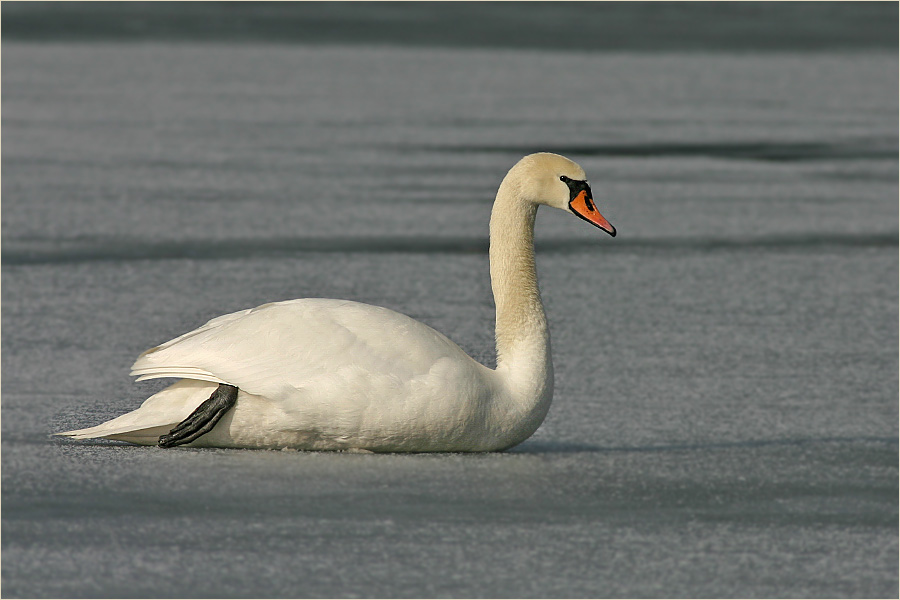 Der Schwan