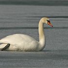 Der Schwan