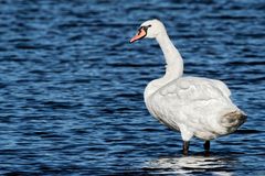 Der Schwan