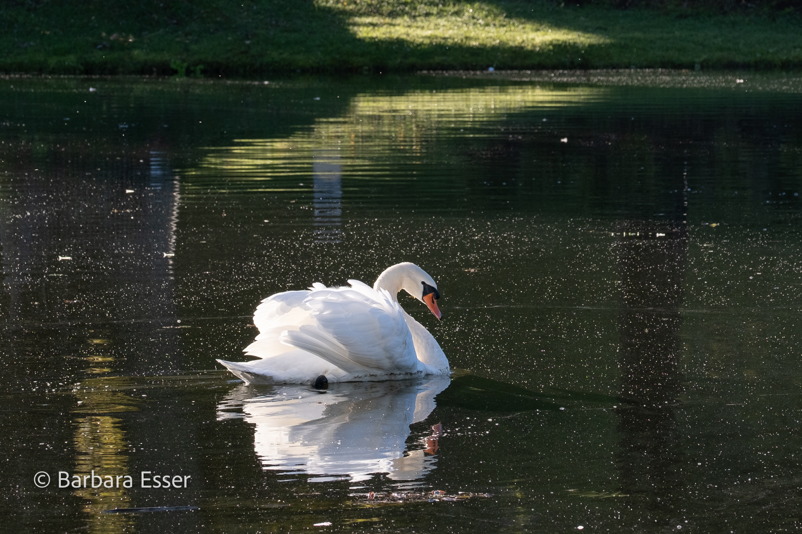 Der Schwan