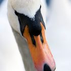 Der Schwan