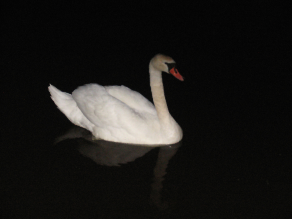 Der Schwan