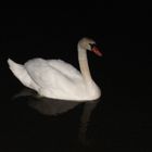 Der Schwan