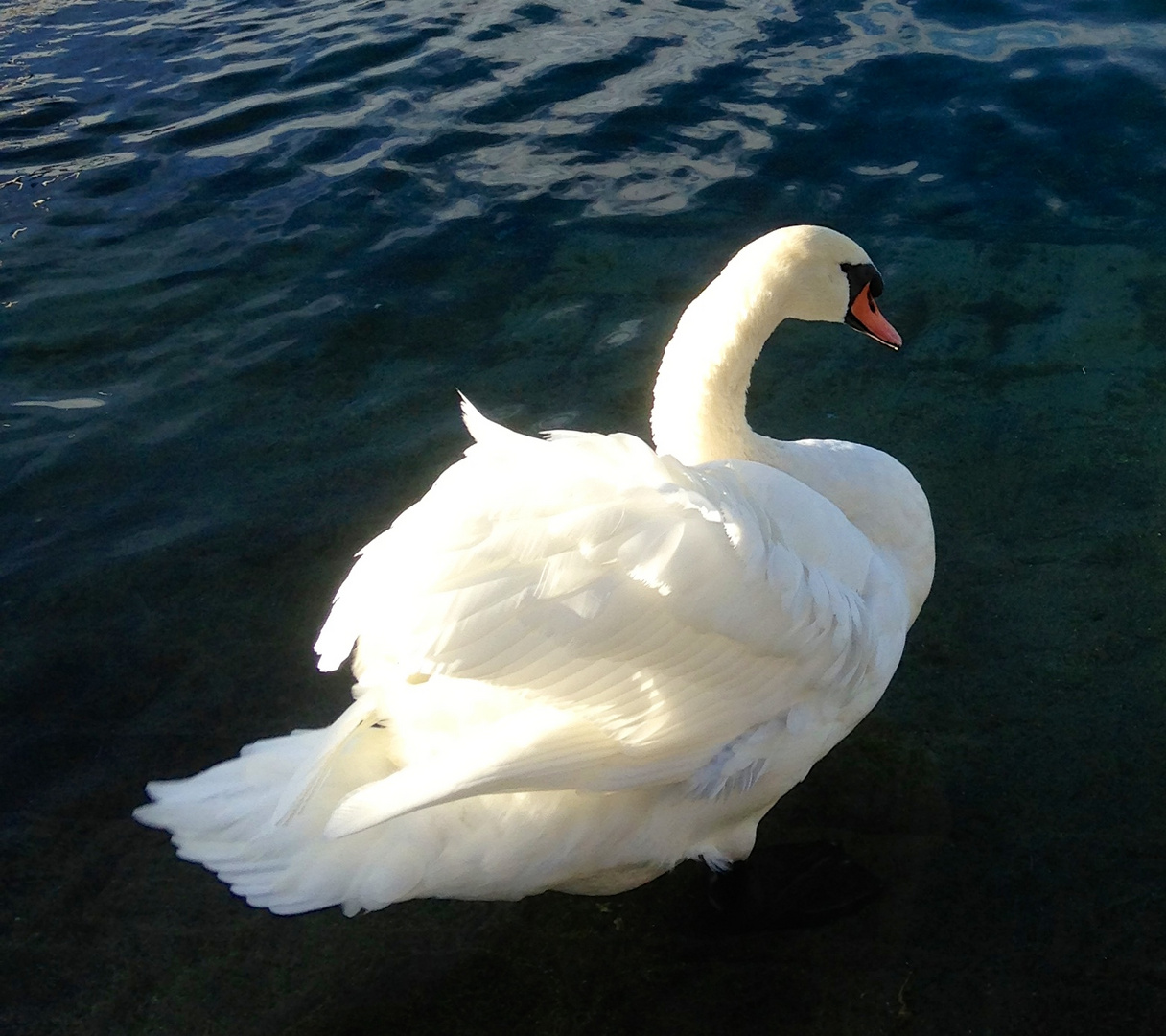 Der Schwan