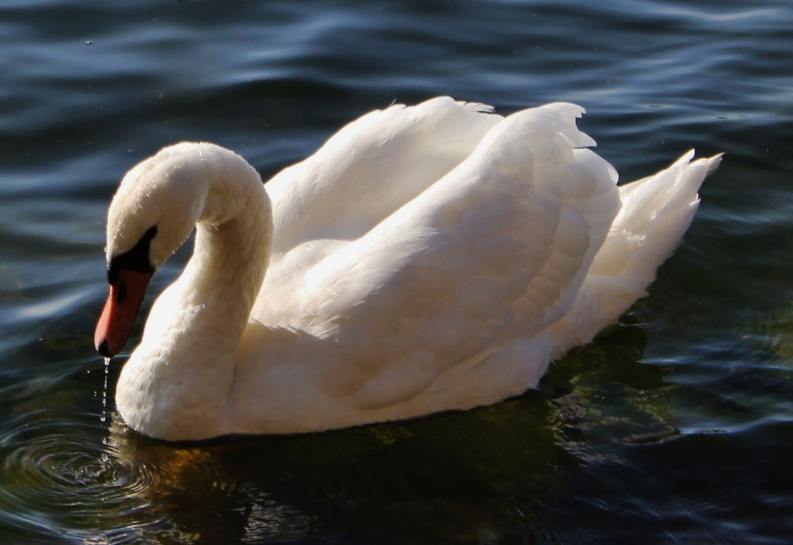 der Schwan