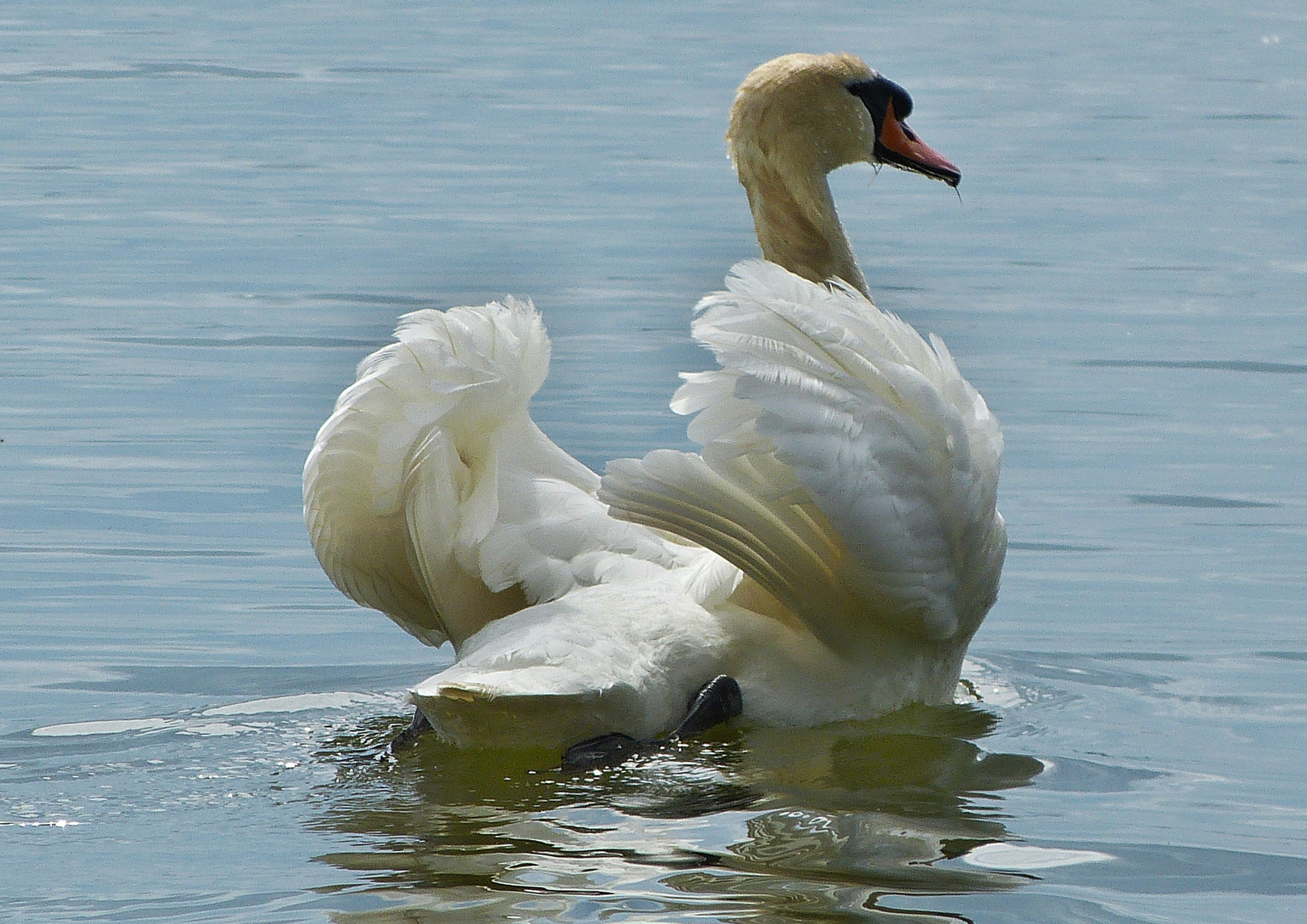 der Schwan 3