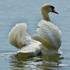 der Schwan 3