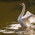 Der Schwan-3