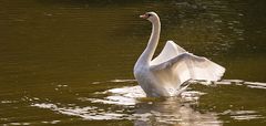 Der Schwan-3