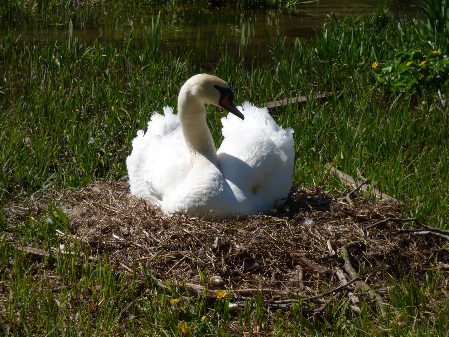 Der Schwan