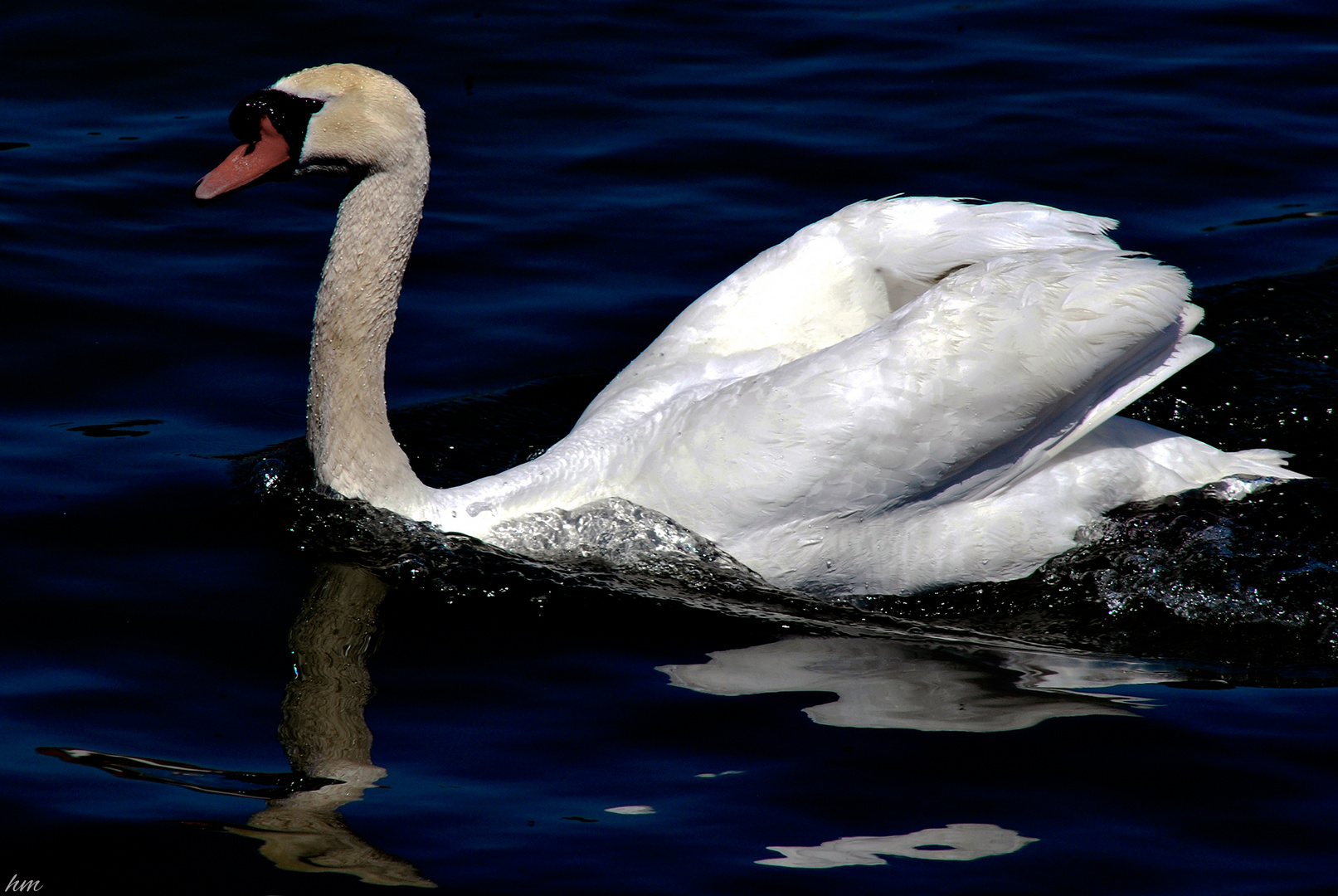 der Schwan