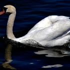 der Schwan