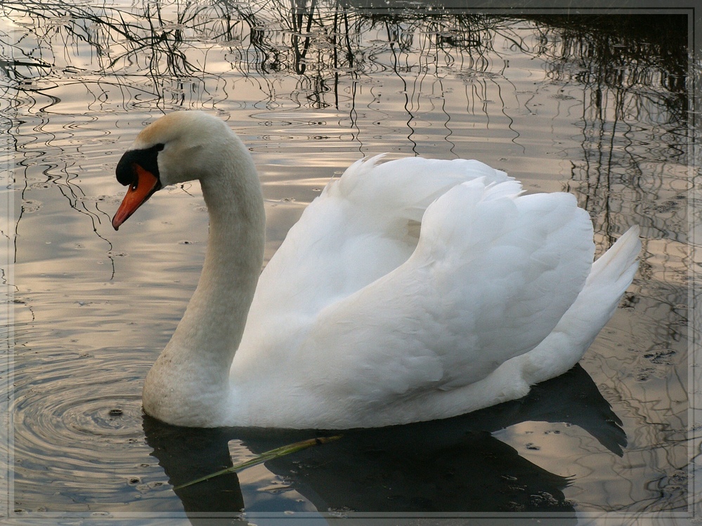 Der Schwan