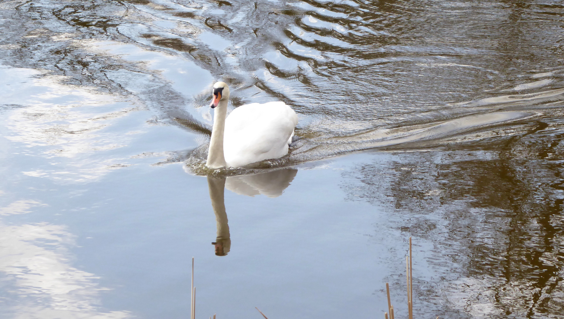 Der Schwan