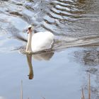 Der Schwan