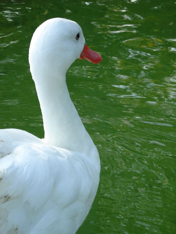 Der Schwan