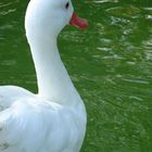 Der Schwan