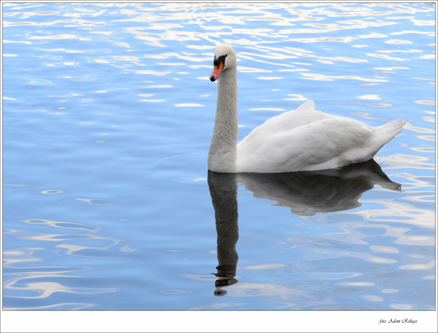 Der Schwan Der Schwan