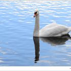 Der Schwan