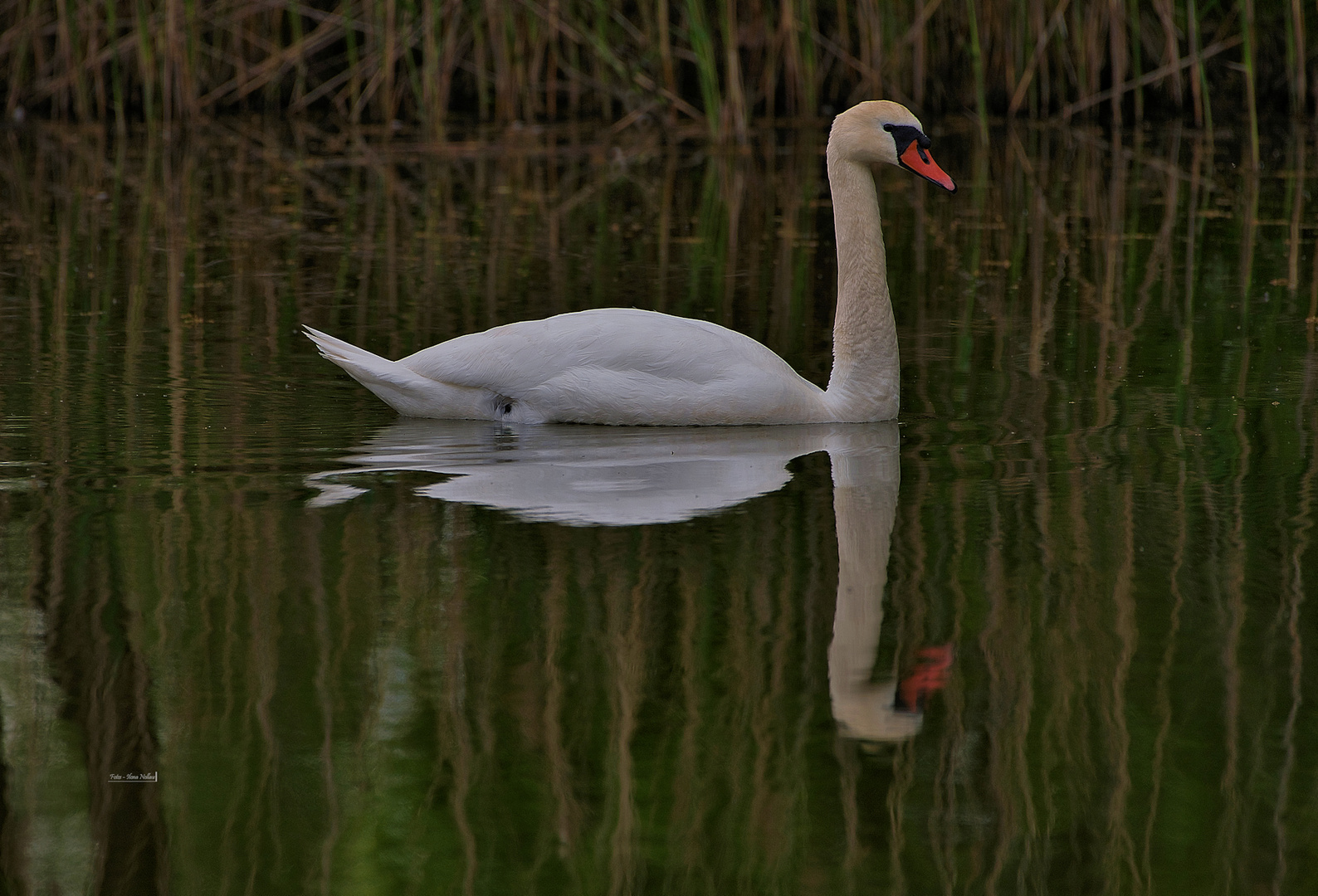 Der Schwan