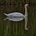 Der Schwan