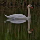 Der Schwan