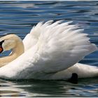 Der Schwan -4-