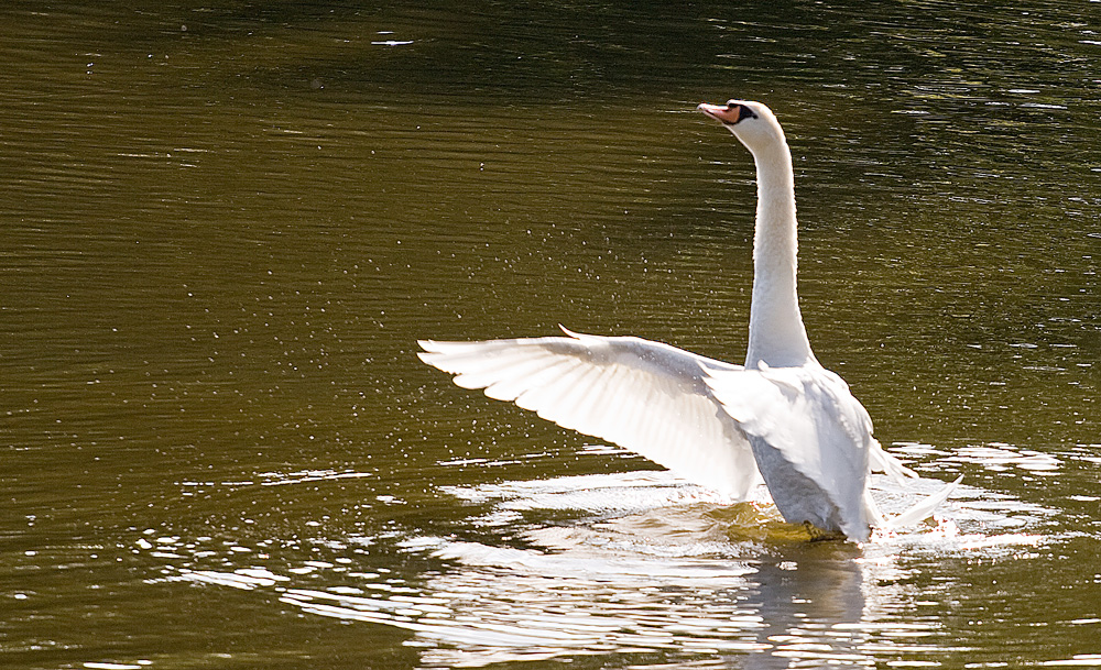 Der Schwan-4