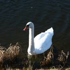 Der Schwan