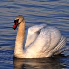 Der Schwan