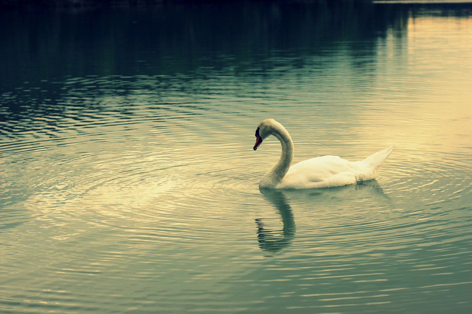 Der Schwan