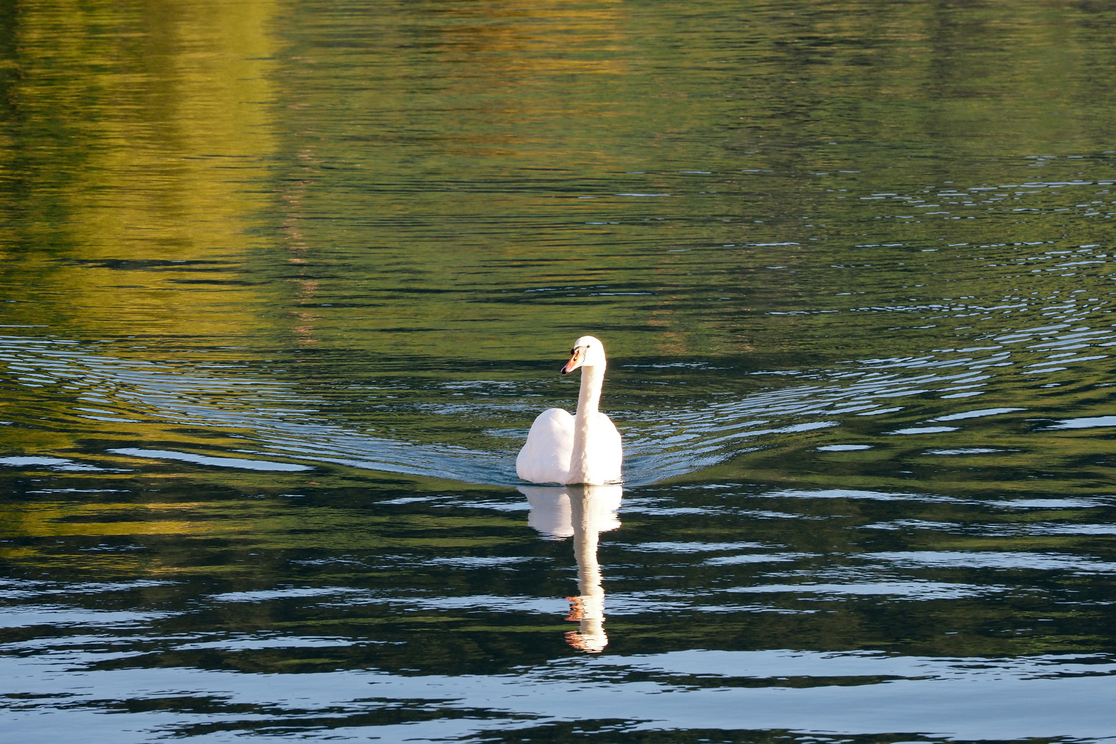 der schwan