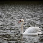 der Schwan