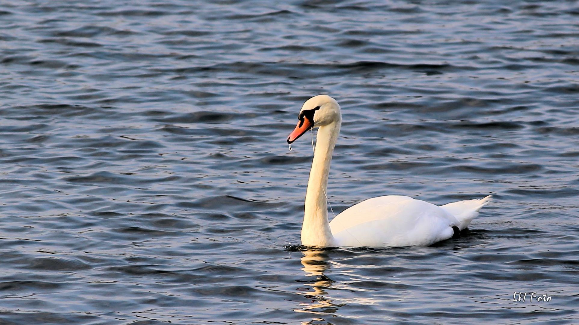 Der Schwan -5-