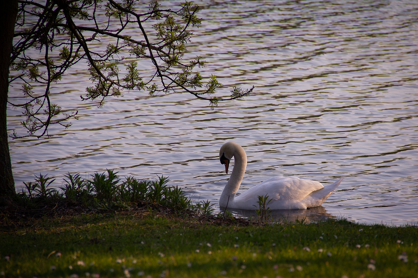 Der Schwan