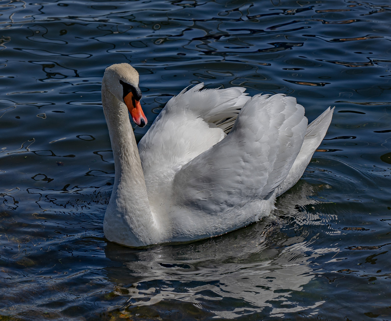 der Schwan